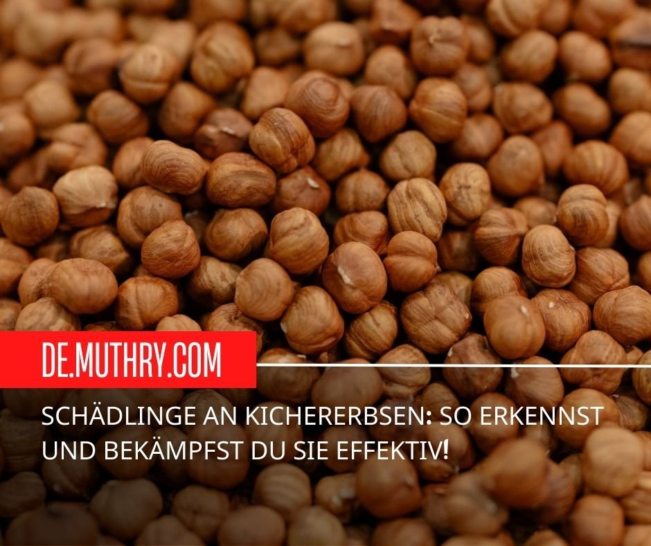 Schädlinge an Kichererbsen: So erkennst und bekämpfst du sie effektiv!